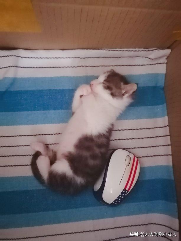 什么是开脸狗，民间说法开脸狗为什么不好（家有小奶猫）