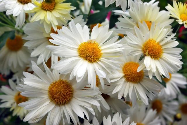 不同颜色雏菊的花语有哪些美好寓意，雏菊的花语你知道几个