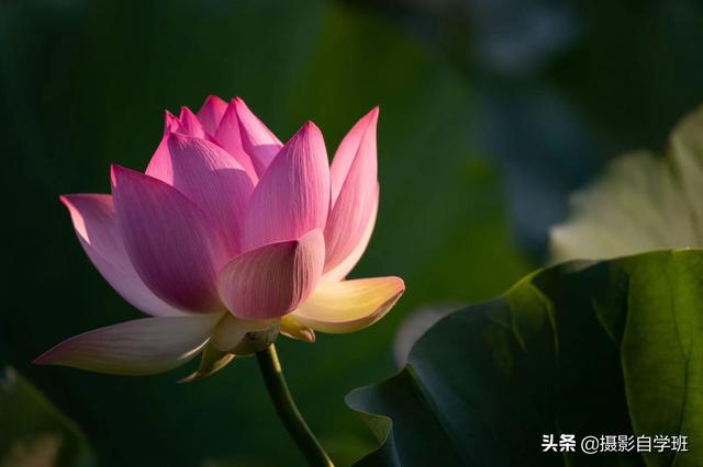 荷花有什么特点，荷花的特点和特性（帮你拍摄荷花不再千篇一律）