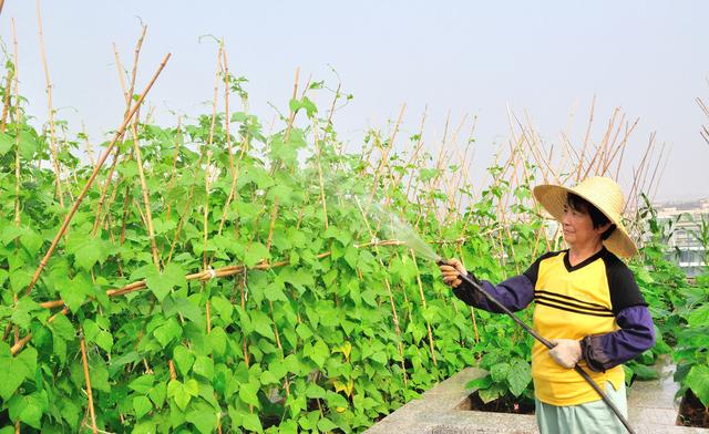 四季豆秋季种植，四季豆秋季种植图片（四季豆什么时间搭架子最好）