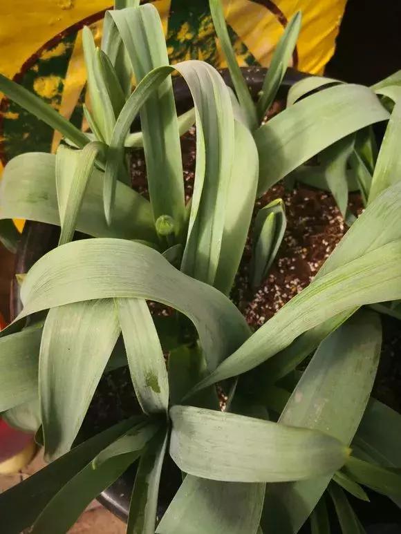 洋葱长芽了会开花吗，洋葱长芽了会开花吗有毒吗（阳台种点“大葱”）