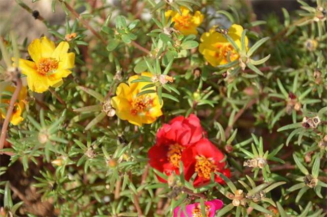 太阳花的花语是什么，太阳花花语是什么（太阳花的花语是坚韧勇敢）