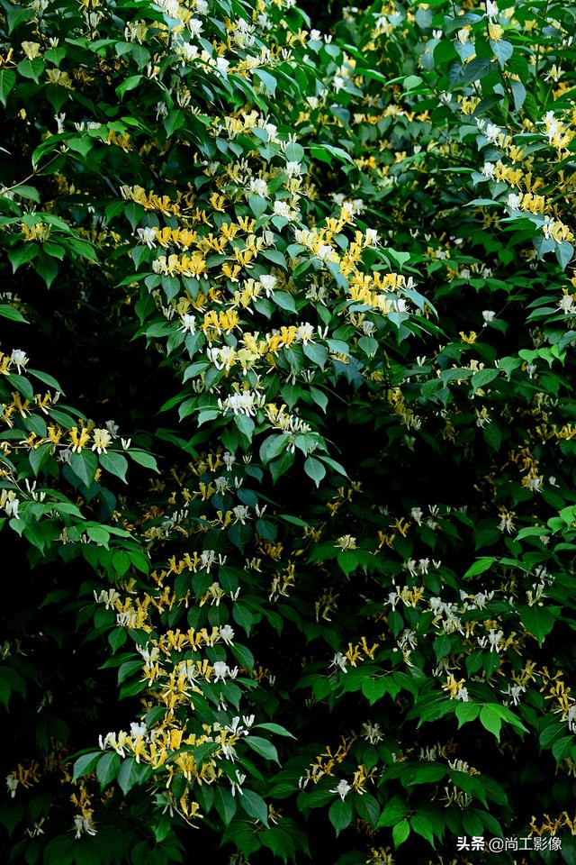 金银木的形态特征和果实作用详情介绍，金银木的果实功效与作用（黄白同枝姐妹花一一金银“木”）