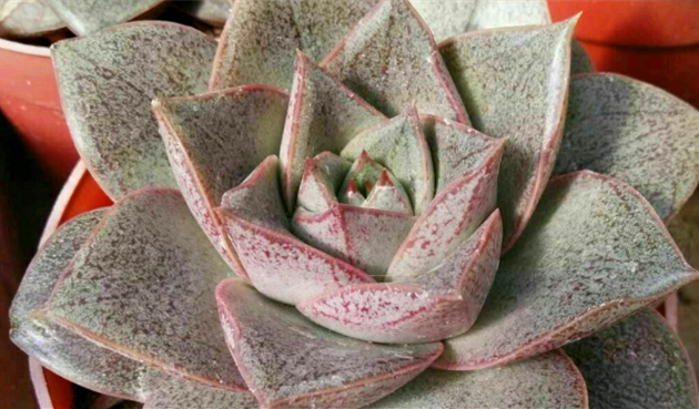 大和锦多肉怎么养,大和锦多肉怎么养殖方法("大和锦多肉"不易生出侧枝