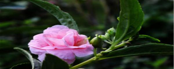 凤仙花怎么养，凤仙花的养殖方法（四季凤仙花的养殖方法和注意事项）