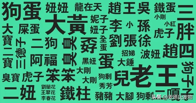 猫咪起什么名字最好听母猫，中国铲屎官绝对把气质