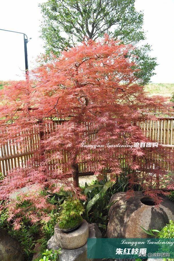 什么样的枫树填空。，什么的枫树填空词语二年级（增添了花园四季色彩之美）