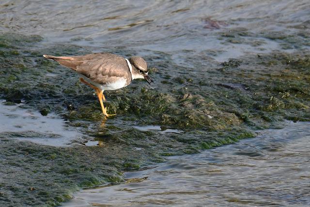 水鸡是什么，水鸡是什么车（西方秧鸡、叽咋柳莺......）