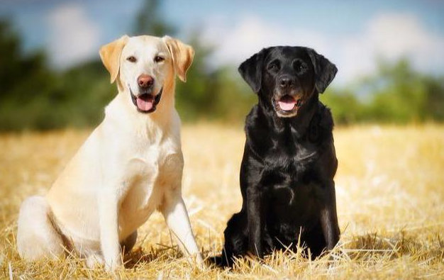 黑色拉布拉多犬，黑色拉布拉多犬成年长多大（为什么拉布拉多犬最好养黑色的）