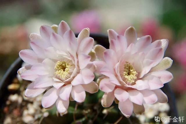 荷花的外貌特征，荷花的外貌特征怎么写（这花平时丑的没人看）