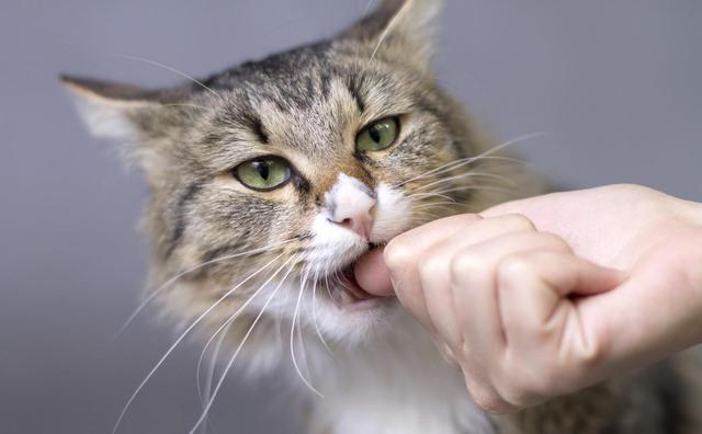 被猫咬了怎么办,被猫咬了一口出血了需要打针吗(是主人手把手教的)