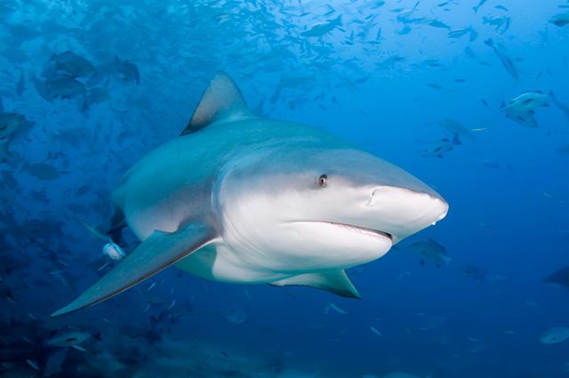 鲨鱼属于鱼类吗,鲨鱼属于鱼类吗为什么(可以生活在淡水的鲨鱼)