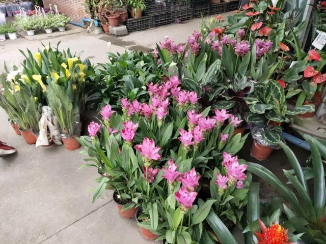 荷花最好看的品种是什么，这花最好看、最好养