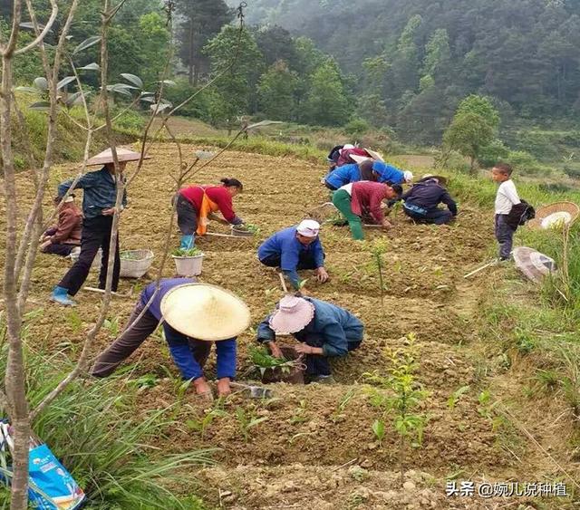 白芨种植前景如何，白芨的种植条件和环境（农村一种作物）