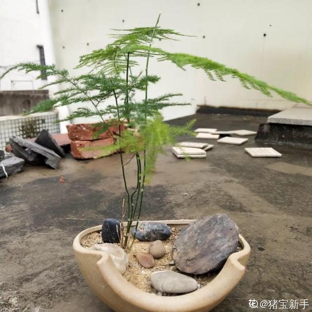 文竹的修剪方法，气质瞬间不一样