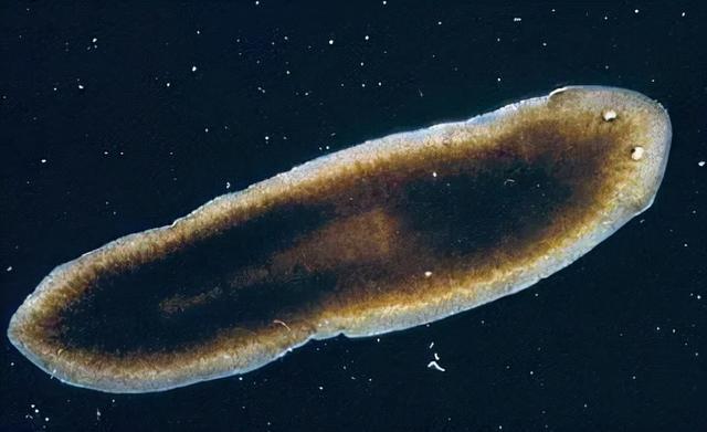 宇宙进化系统，为什么只有人类进化出高度发达的大脑