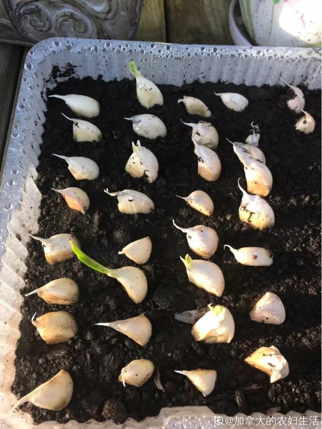 平菇种植最简单方法，平菇种植最简单的方法（喷喷水就能长）