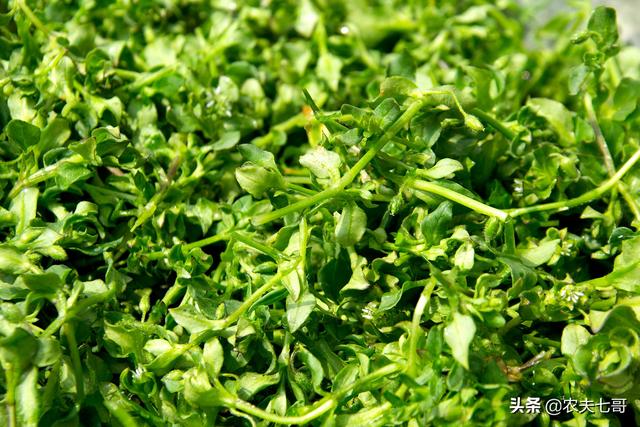 繁缕（繁缕草图片），鹅肠草保水保肥改良土壤（野草繁缕的图片）