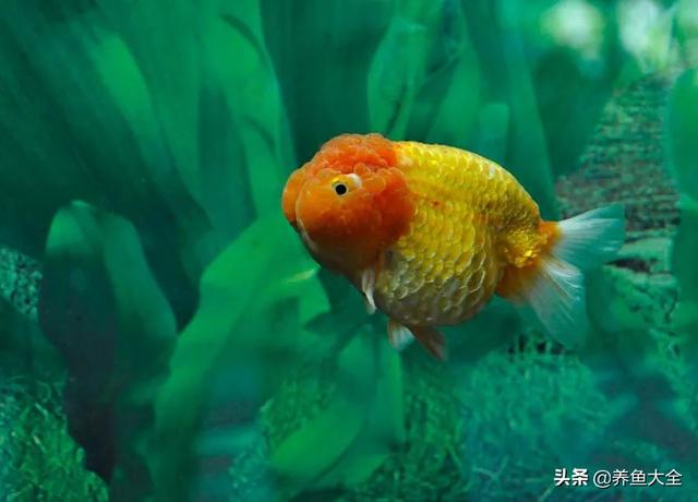 金鱼都有什么品种，金鱼有多少种品种（高颜值金鱼，养金鱼就选这些）