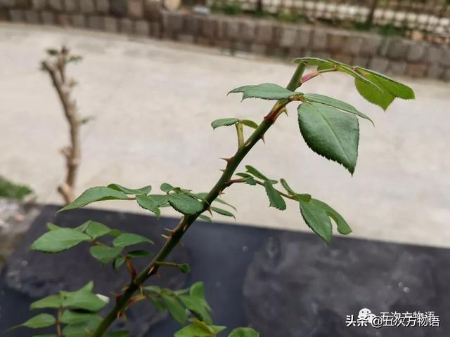 种的植物为什么有刺，浅谈植物的“刺”