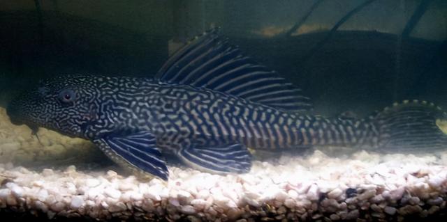 清道夫鱼为什么没人吃，清道夫鱼为啥不能吃（清道夫中国泛滥成灾）