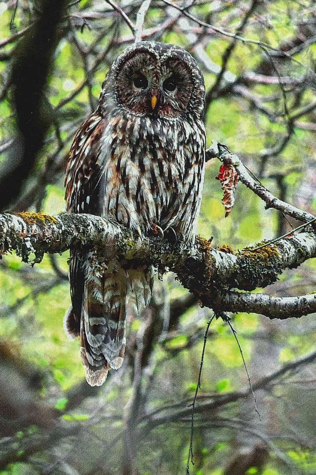 常见的野生动物有哪些，野生动物有哪些（盘点中国那些长得特别萌的野生动物们）