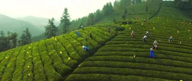 贵州十大名茶，贵州有哪些名茶（贵州这些名茶，你喝过几种）