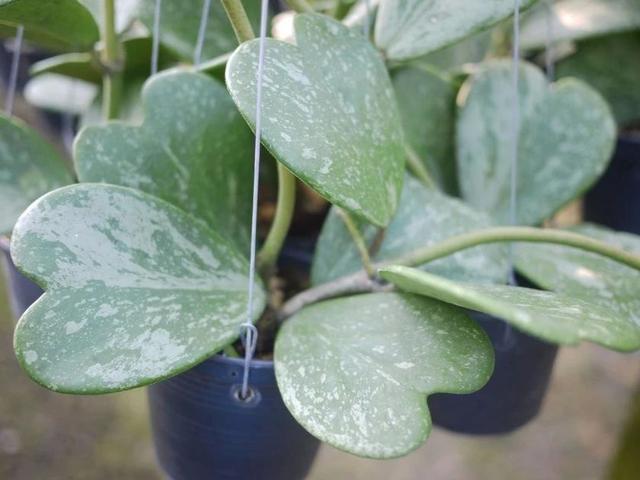 室内花要怎么养，室内花要怎么养（养花10多年总结的室内养花技巧）