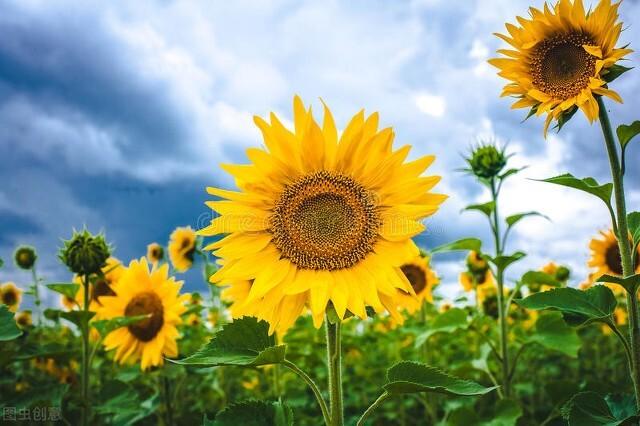 郁金香花语和寓意，你们知道这些花的花语吗（黄色郁金香花语和寓意）
