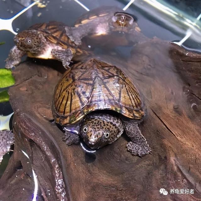老一辈说年轻人不要养龟，老人为什么不建议养乌龟（关于养龟的一些负面消息）