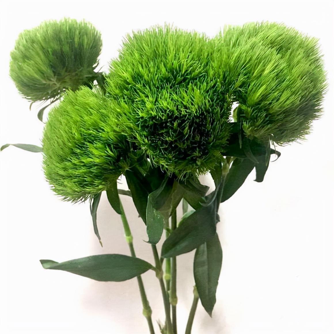 什么是团状花材(常用团状花材的属性及花语) - 彝家农业网