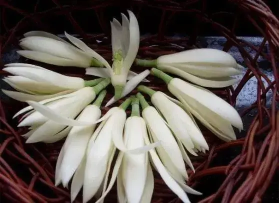 茉莉花的功效，茉莉花的功效与作用泡水喝的功效（因为它气机清灵啊）