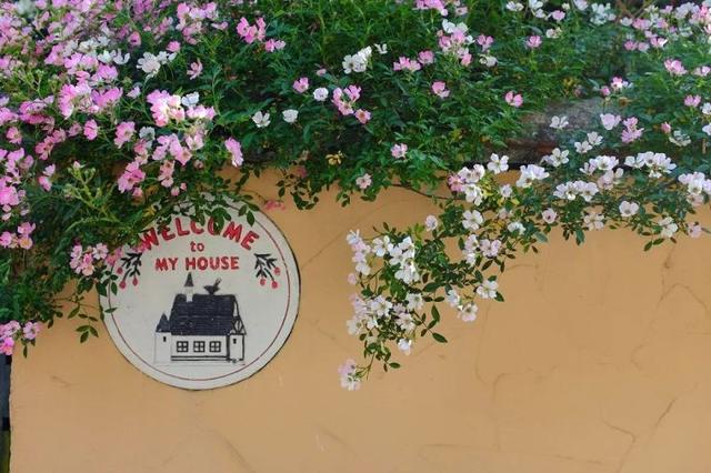 月季花品种，十大经典品种（凭一己之力撑起了整个花园的颜值）