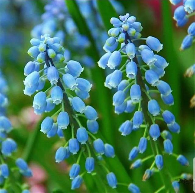 花语传说，一见钟情忘不了（花语传说护肤品）