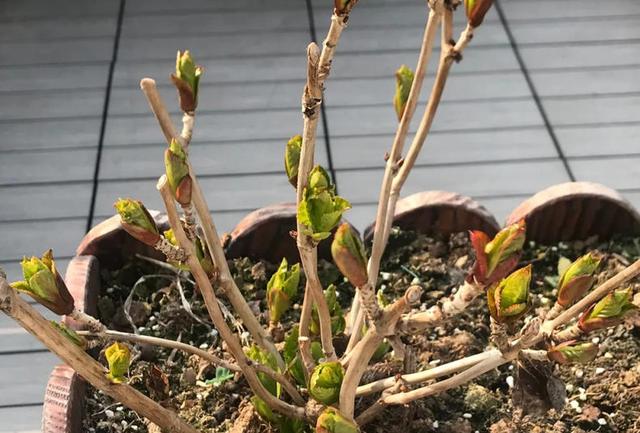 绣球花怎样种植，绣球花苗买回来怎么种植最好（还是太嫩了）