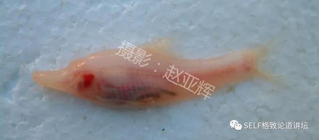 钟乳石是不是生物，钟乳石为什么不是生物（在幽深洞穴里的几百万年）