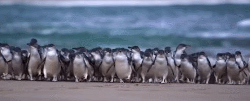 penguin是什么意思，penguin是什么意思英语（蓝色的企鹅，终于能拍彩照了）