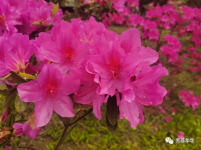 杜鹃花是映山红吗，杜鹃是映山红吗（杜鹃花和杜鹃鸟什么关系）