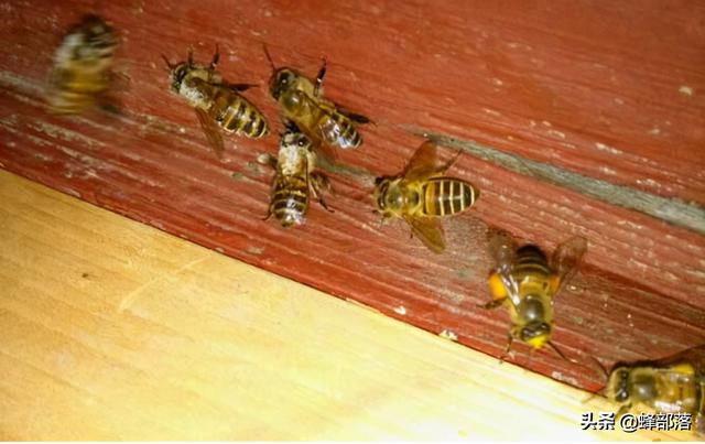 为什么蜂王寿命特别长，蜂王的寿命为什么比普通蜜蜂长（随时携带“贴身护卫”的蜂王）