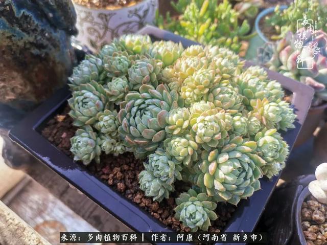 2021九·一八事变是多少周年，2021年是九一八事变的几周年（献给2021最好的春天）