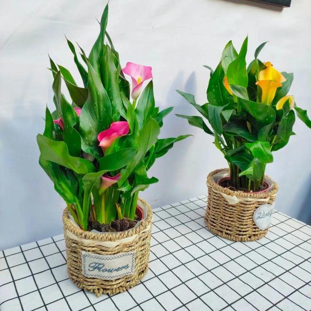 鸟尾花的繁育管理，鸟尾花 花期（30种耐阴花）