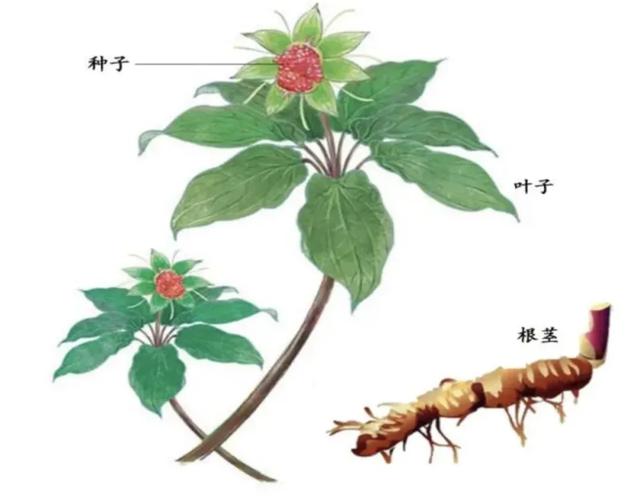 草河车别名是重楼吗，草河车别名（魔尊重楼亦正亦邪）