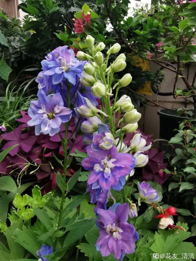 生僻唯美的花名，生僻唯美的花名四字（6种小众花）