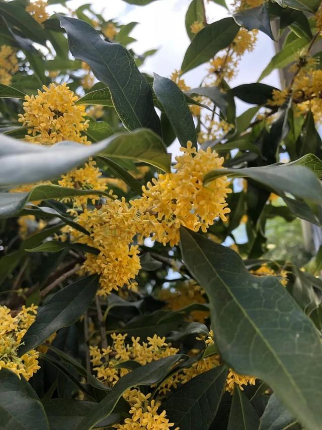 桂花树叶干枯是什么原因，桂花树大量落叶子干枯怎么回事（在家里养桂花盆栽叶子总是会枯萎）
