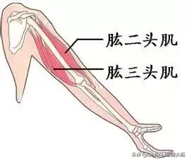 骑自行车可以锻炼哪里，自行车运动锻炼哪个部位（但锻炼了哪几块肌肉你知道吗）