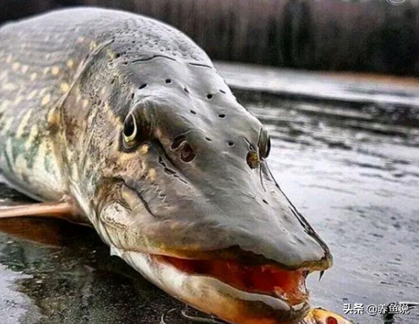 泰国斗鱼的简介-泰国斗鱼的寿命，泰国斗鱼的寿命是多少年（取决于体型大小和水质是否良好）