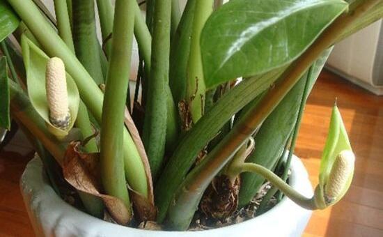 金钱树开花预示什么，金钱树（金钱树怎样扦插繁殖）