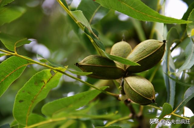 碧根果苗几年结果，碧根果树几年能挂果（刚摘生果30元1斤）