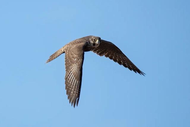 隼是什么鸟，生物演化史上的速度巅峰（隼是什么鸟吃什么食物）