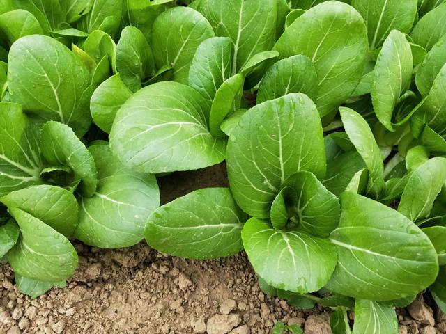 水菜是什么菜，水菜和普通菜的区别（原来浇水的方法出了问题）